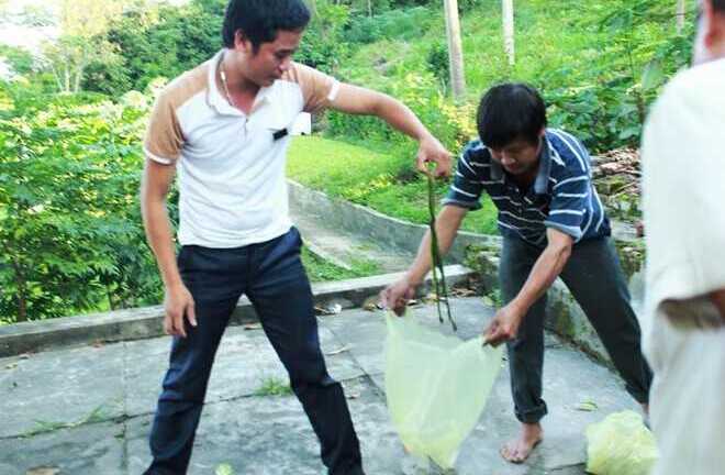 Vì sao rắn lục xuất hiện ồ ạt ở nhiều nơi?