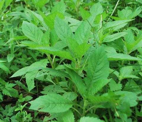 Chữa táo bón hiệu quả bằng cải tàu bay