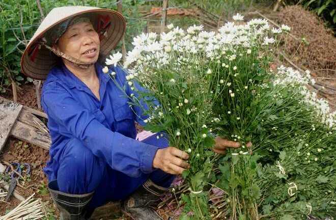 Cúc họa mi làm 'nóng' Hà Nội