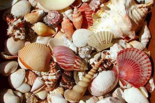 Ốc biển lạ khiến 1 người tử vong