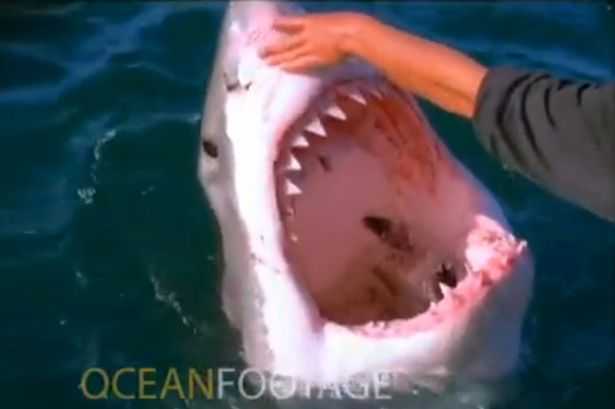Người đàn ông cả gan vuốt ve miệng cá mập giữa biển