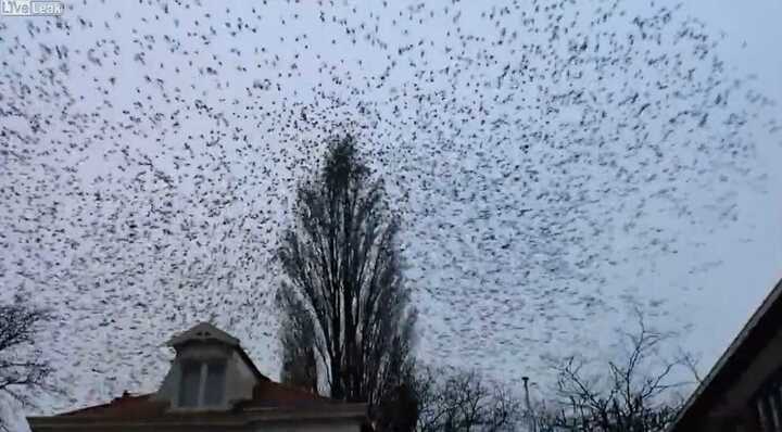 Clip: Hàng ngàn con chim phủ kín một góc trời
