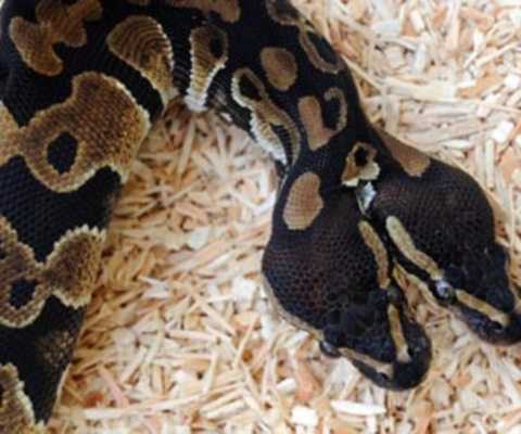 Phát khiếp ngoại hình dị dạng của động vật