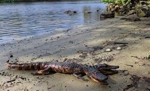 Xôn xao hình ảnh cá sấu 2 đầu sưởi nắng ven sông