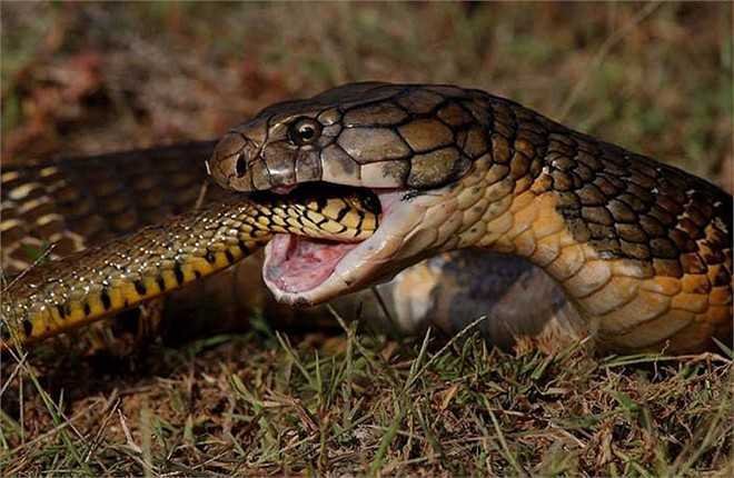 Xâm nhập ‘vương quốc đại xà’ ở ngoại ô Hà Nội