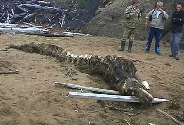 Bí ẩn bộ xương của 'quái vật' lạ xuất hiện ở bờ biển