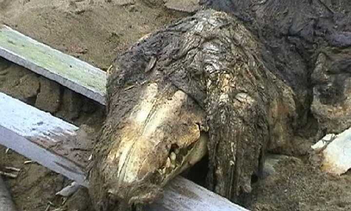 Lời giải cho bộ xương 'quái vật' biển ở Nga