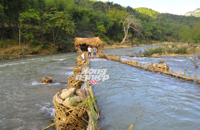 Kỳ thú những cái bẫy khổng lồ tóm cá trên sông