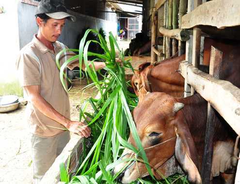 Tài xế bỏ việc về chăn nuôi thu nhập tiền tỷ