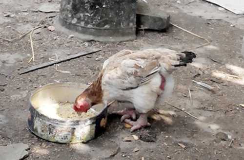 Tiết lộ lý do gà Đông Tảo có giá chục triệu đồng