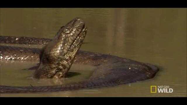 Trăn 'khủng' bị nắng nóng thiêu đốt đến chết