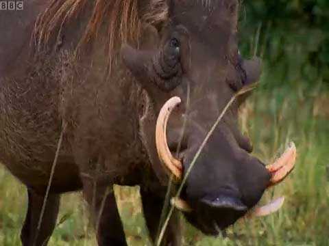 Cách bắt lợn rừng cực đơn giản của thổ dân Mozambique