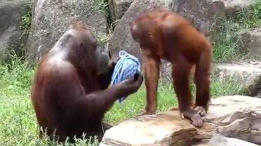 Đười ươi dùng khăn mặt thành thạo như người