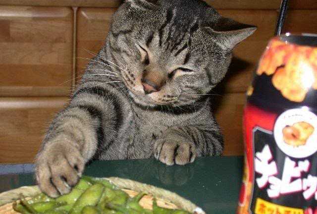 Mèo to gan ăn vụng bữa hải sản 22 triệu đồng