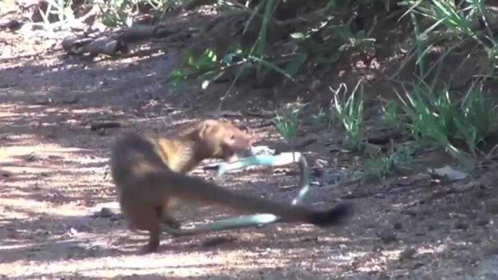 Clip: Cầy và rắn độc Châu phi ác chiến