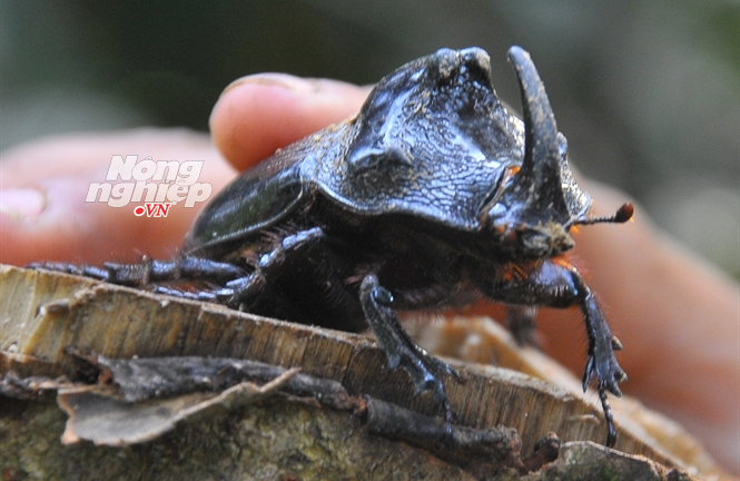 Thú vị chuyện săn ‘tê giác bay’ ở miền tây Thanh Hóa