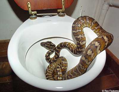 Người đàn ông sống chung với hàng chục con rắn độc