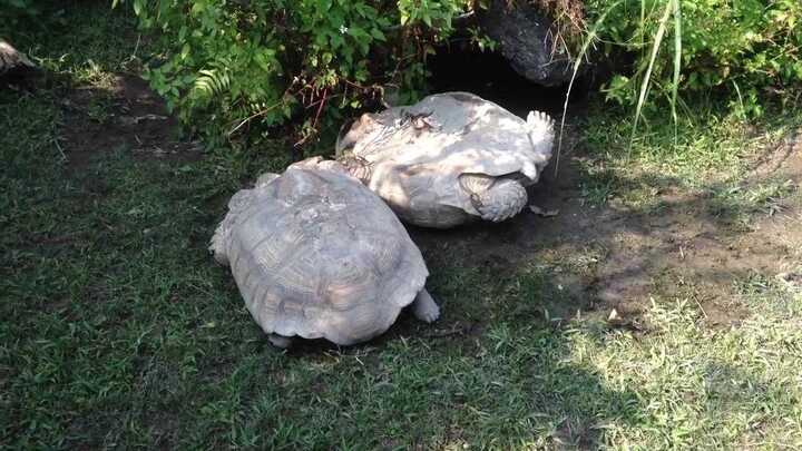 Xúc động video chú rùa xoay sở giúp bạn bị lật ngửa mai