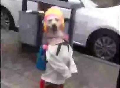 Kinh ngạc chú chó mặc váy, đi 2 chân như người