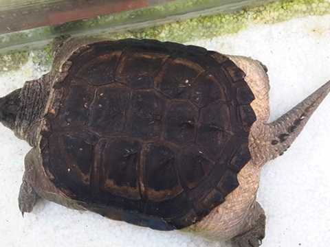 'Quái thú rùa' đuôi mọc đầy gai ở miền Tây