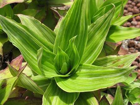 Tác dụng chữa bệnh kỳ diệu của cây lược vàng