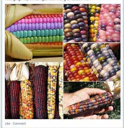 Sang Mỹ săn 'ngô kim cương cầu vồng' chiều dân ăn vặt