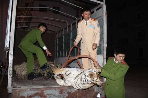 Phát hiện xe chở lậu xác hổ nặng 120kg