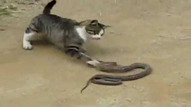 Clip: Mèo liều lĩnh ác chiến với rắn