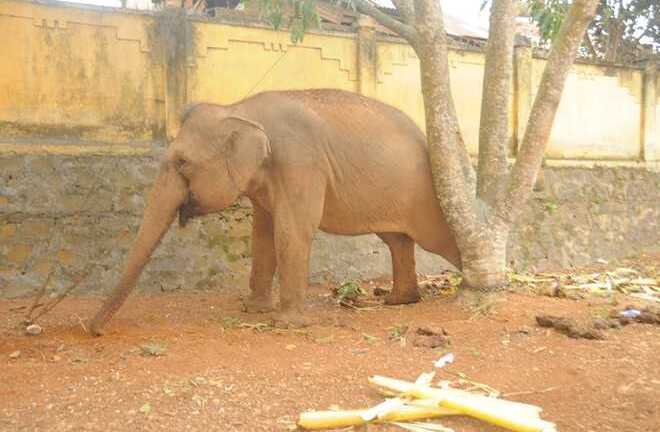 Voi của đoàn xiếc quật chết bé trai 12 tuổi