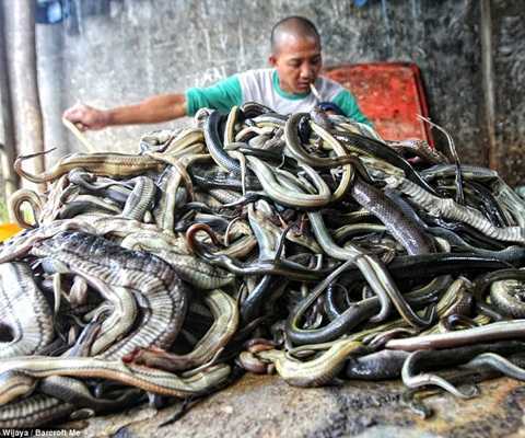 Ghê người cảnh rắn bị xả thịt, lột da hàng loạt