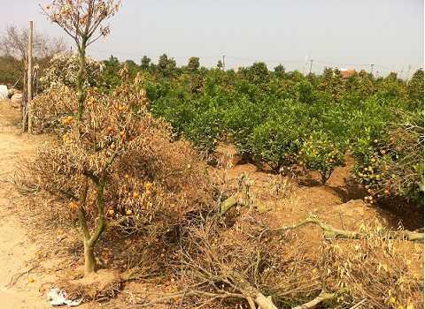 Thực hư quất cảnh Tứ Liên Tây Hồ chết hàng loạt