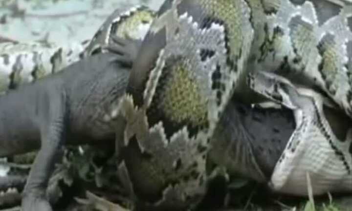 Clip trăn 'khủng' nuốt chửng cá sấu được xem nhiều nhất năm 2014