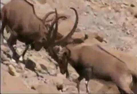 Xem các động vật 'tử chiến' giành lãnh thổ và bạn tình