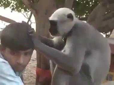 Hài hước cảnh khỉ bắt chấy cho người