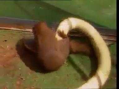 Clip: Cầy mangut ác chiến với rắn