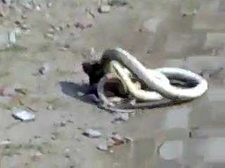 Clip: Đại chiến cầy- rắn bên lề đường gây chú ý