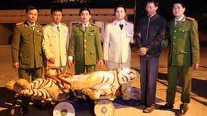 Khởi tố đối tượng vận chuyển trái phép hổ 120kg