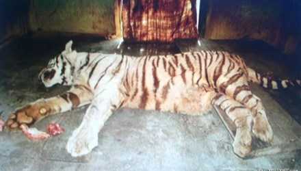 Hổ trắng thảm bại khi tử chiến với rắn độc