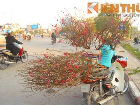 Đào Nhật Tân giá chát bán sớm đón tết Dương lịch