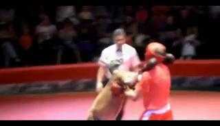 Cuộc đấu gay cấn giữa kangaroo và võ sĩ quyền anh