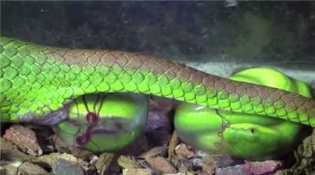 Video: Quá trình sinh nở đau đớn của rắn lục đuôi đỏ