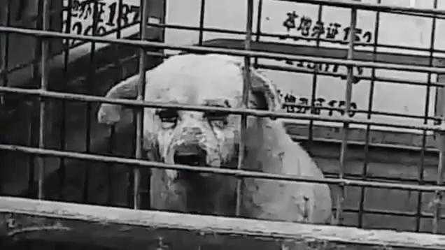 Kinh hoàng công nghệ giết chó lột da làm găng tay, quần áo ở Trung Quốc