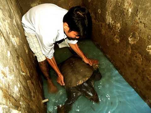 Một đại gia trả 45 triệu đồng mua con cua đinh hoang dã ở Bến Tre