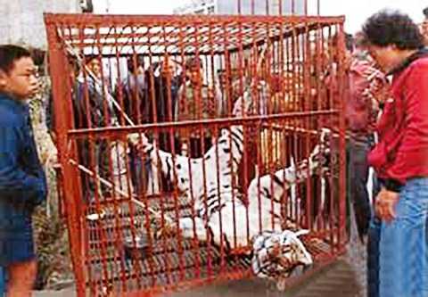 Đại gia vào tù 13 năm vì ăn dương vật, uống máu hổ