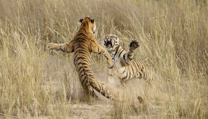 Clip: Lợn rừng kêu la thảm thiết dưới móng vuốt của hổ