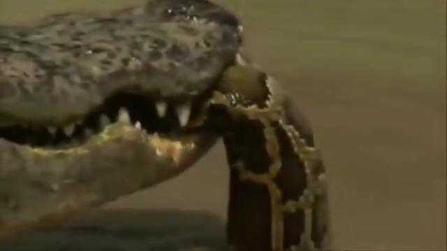 Clip: Lạc vào đầm cá sấu, trăn khủng mất mạng