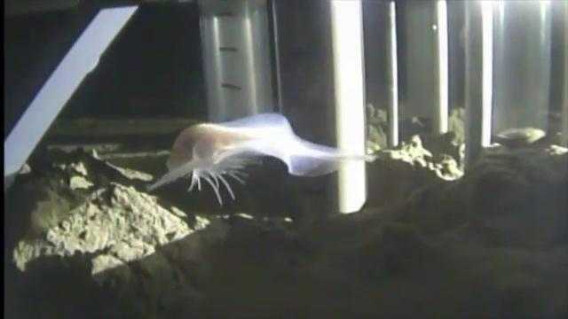 Clip: Loài cá kỳ dị sống sâu nhất thế giới