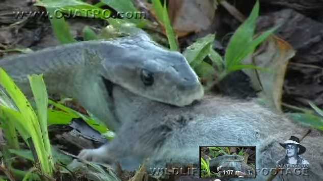 Clip: Rắn Mamba đen xử lý con mồi trong 'một nốt nhạc'
