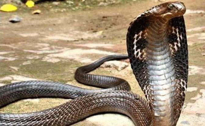 Clip: Hổ mang chúa 18 tuổi có lượng nọc độc 'khủng'