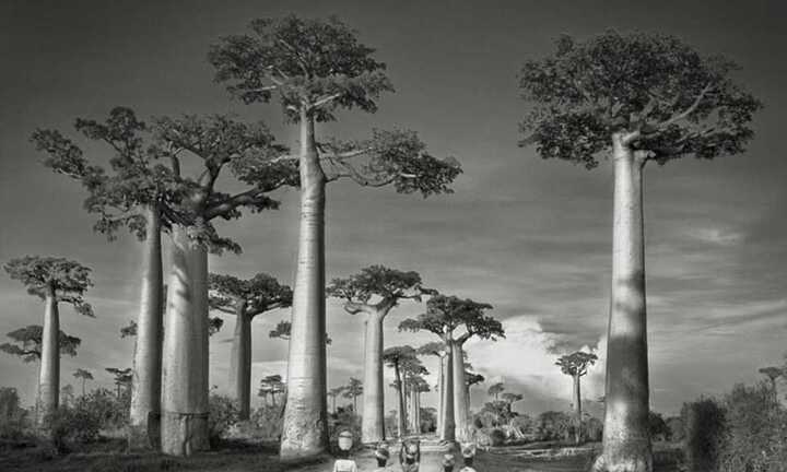 Hình ảnh những cây đại thụ trăm, nghìn năm tuổi trên thế giới